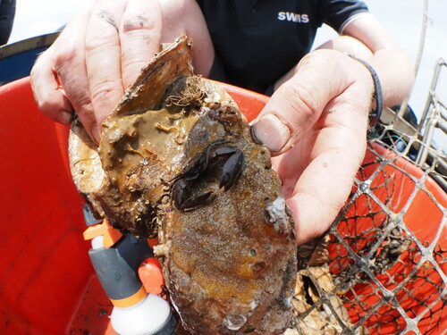 Dr Bayden Russell documenting the species diversity of a restored oyster reef in Hong Kong. Photo credit: Miko LUI, The Nature Conservancy HK.